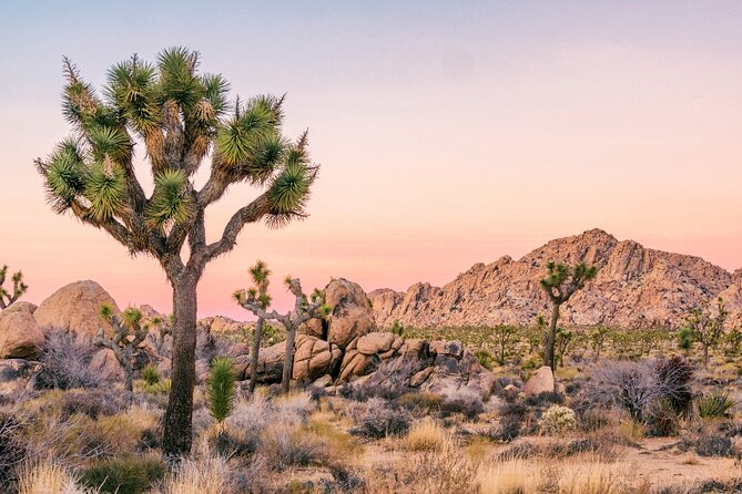 Joshua Tree National Park Self-Driving Audio Tour - Meeting and Pickup Details