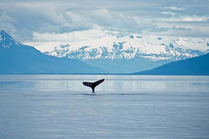 Juneau Wildlife Whale Watching - Meeting Point and Pickup Details