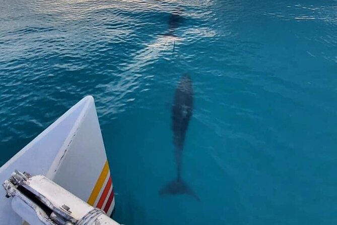 Key West Sunset Sail: Dolphin Watching, Wine, and Tapas - Catamaran Sail Highlights