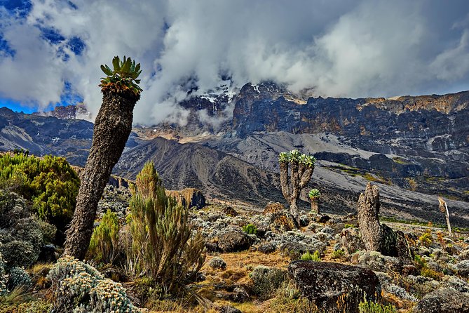 Kilimanjaro Climb by Lemosho Route (7-Day) - Acclimatization and Altitude Considerations