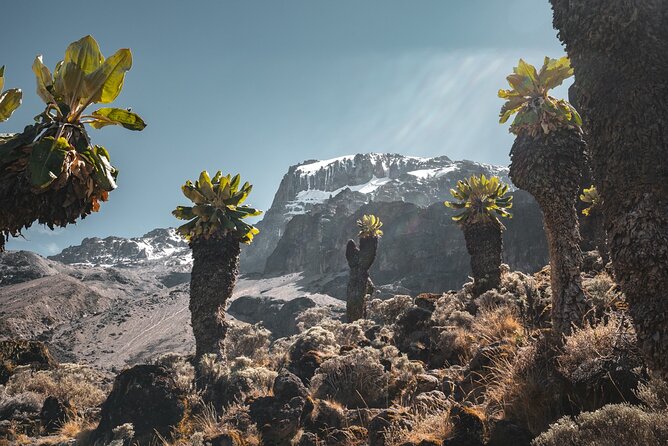 Kilimanjaro Climb, Machame Route (7-Day) - Professional Guides and Support Services