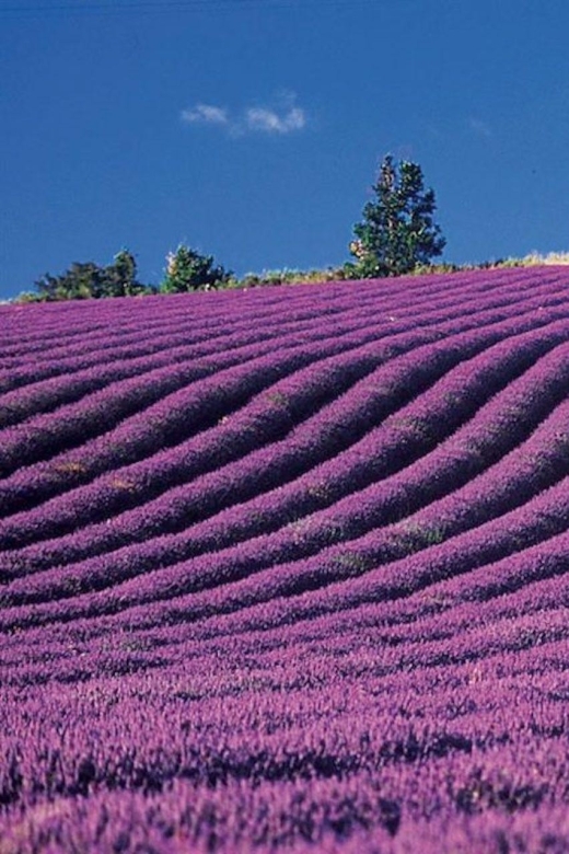 Lavender Fields Tour - Pricing and Booking