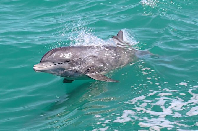 Little Toot Dolphin Adventure at Clearwater Beach - Meeting and Pickup