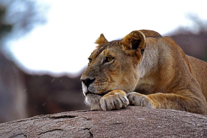 Living Among Lions - Ngorongoro Crater Exploration