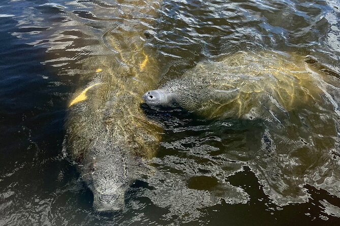 Manatee Sightseeing and Wildlife Boat Tour - Inclusions and Meeting Point