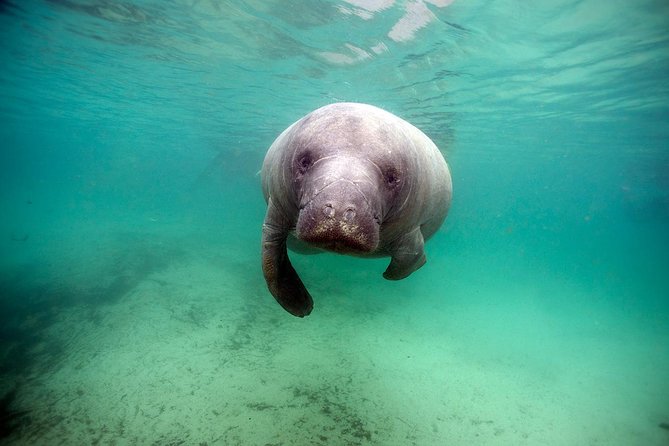 Manatee Snorkel Tour With In-Water Divemaster/Photographer - Inclusions