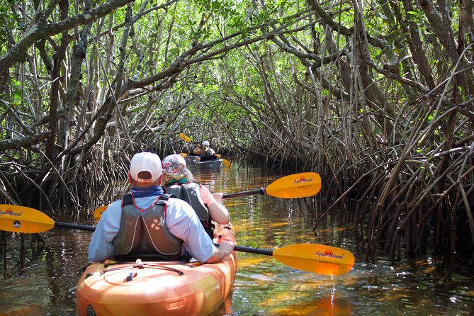 Manatees and Mangrove Tunnels Small Group Kayak Tour - Wildlife Sightings
