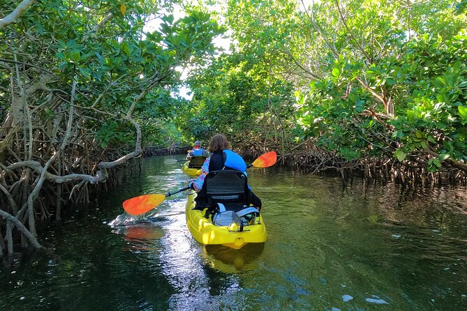 Mangrove Tunnel Kayak Adventure in Key Largo - What to Expect