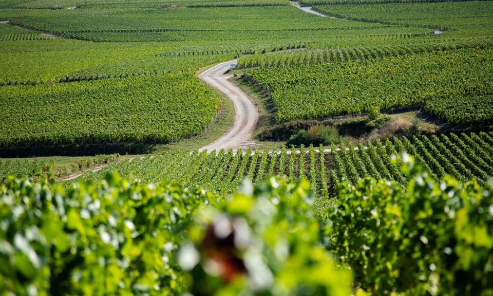 Marne: Champagne Region Private Day Tour With Lunch - Champagne Winery Visit