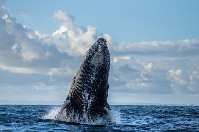 Monterey Bay Whale Watching - Whats Included in the Tour
