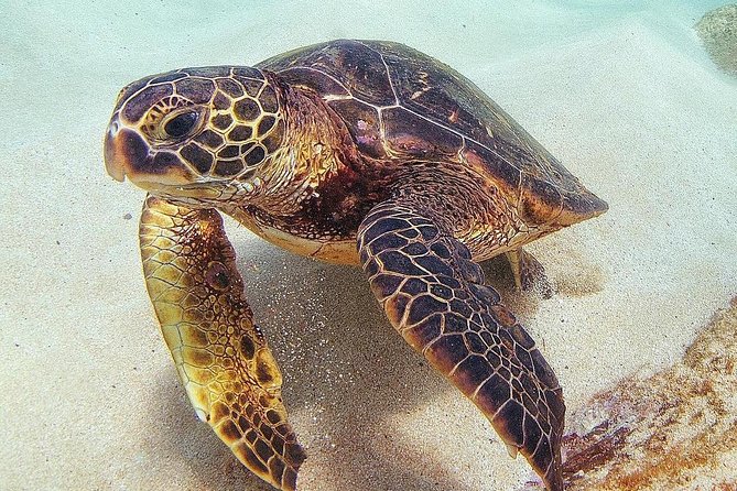 North Shore Circle Island Adventure Including Snorkeling With the Turtles - Detailed Itinerary