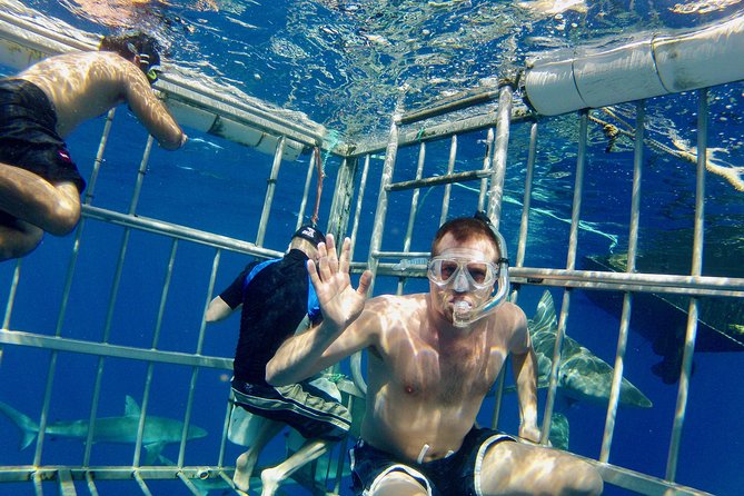 Oahu Shark Dive - Diving Experience