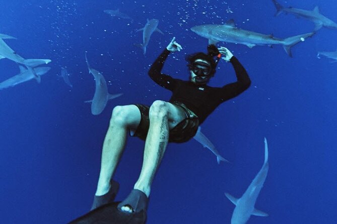 Pelagic Shark Dive Tour - Whats Included