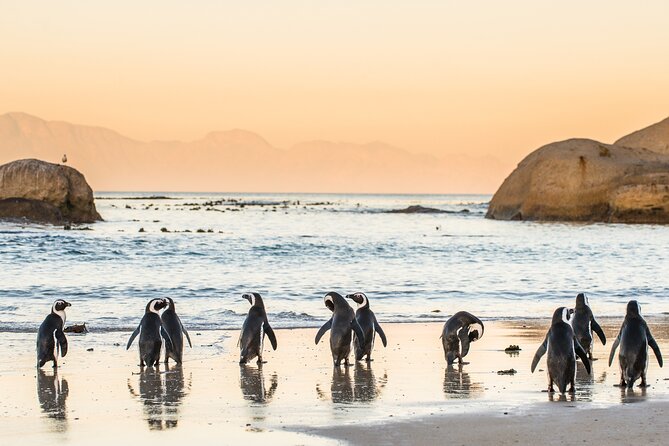 Penguin Encounter Boulders Beach Half Tour Day From Cape Town - Tour Details