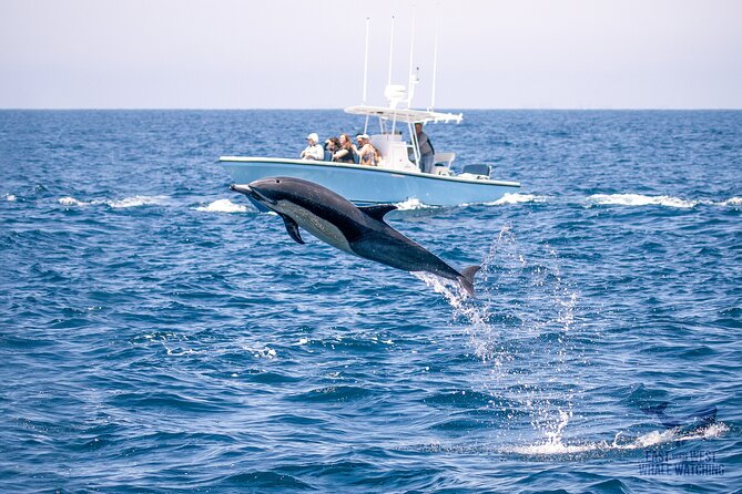 Private 2hr Supreme Whale/Dolphin Watching Tour, Newport Beach CA - Meeting Point and Location