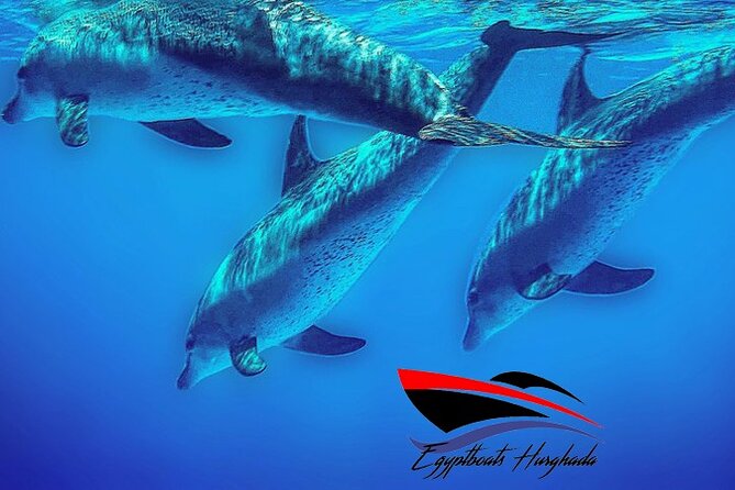 PRIVATE! | 4-hour Speed Boat Trip | Swim With Dolphins, Snorkeling & Island - Inclusions and Exclusions