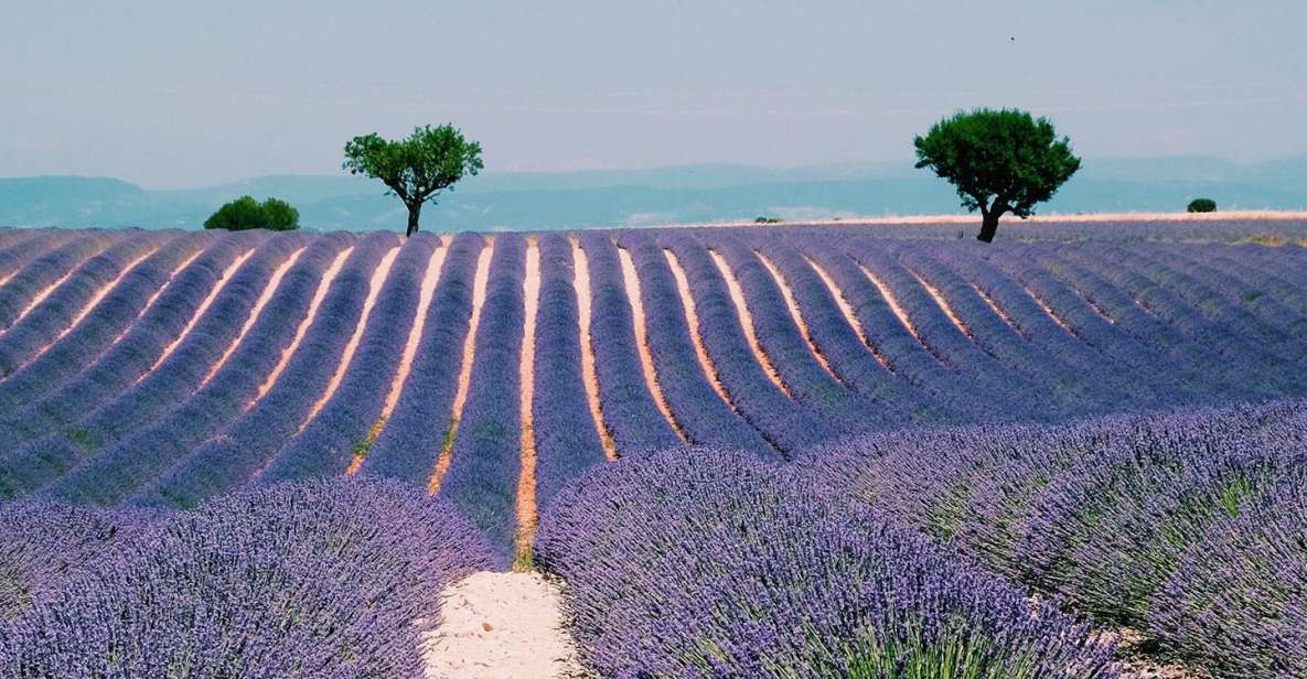 Provence, Vineyards & Lavender Fields Private Day Trip - Discovering Aix-en-Provences Highlights