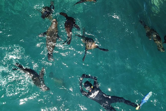 Seal Snorkeling With Animal Ocean in Hout Bay - Included in the Tour