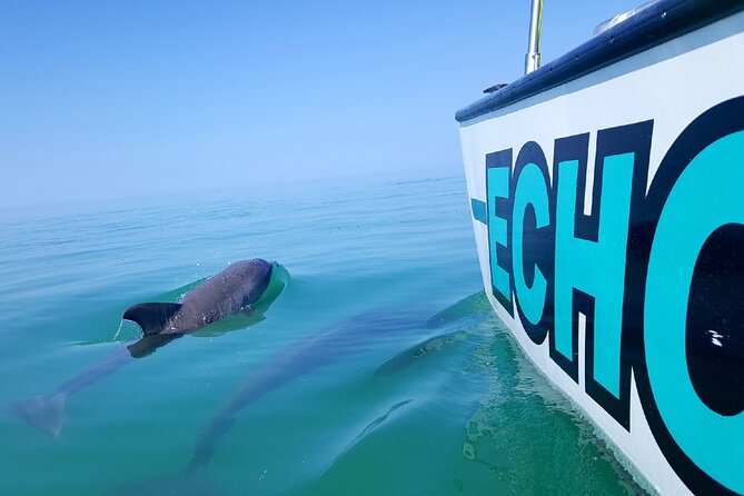 Shallow Water Snorkeling and Dolphin Watching in Key West - Wildlife and Sighting Opportunities