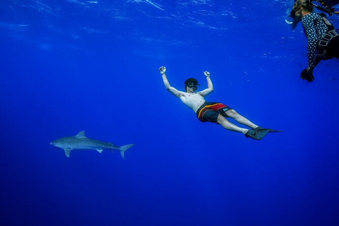 Shark Tour Dive With Sharks in Hawaii With One Ocean Diving - Positive Experiences