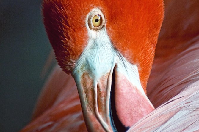 Skip the Line: Flamingo Gardens Admission Ticket in Fort Lauderdale - Wildlife Sanctuary and Exotic Animals