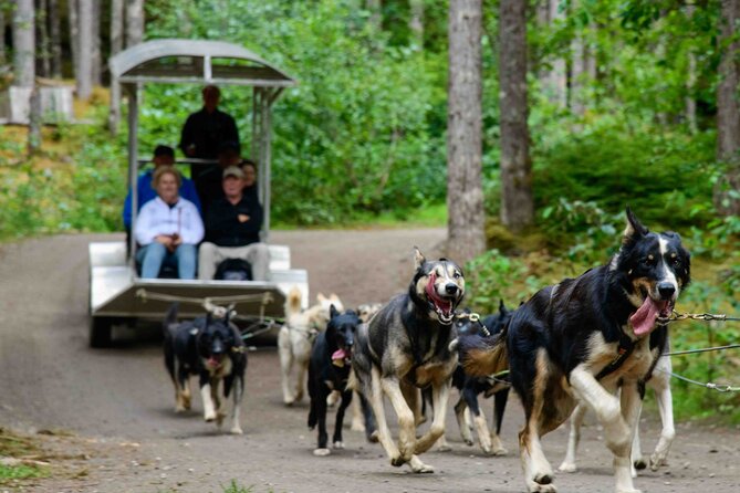 Sled Dog Discovery in Skagway - Sled Ride With Huskies