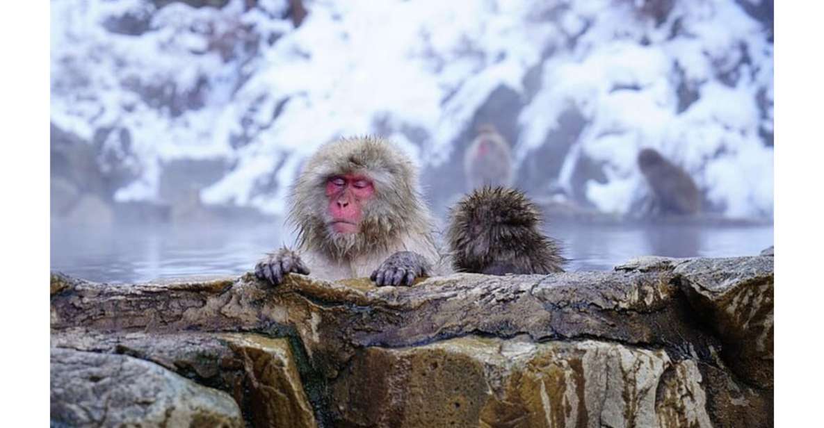 Snow Monkey & ZinkoJi With Sake Tasting Private Tour - Itinerary Overview