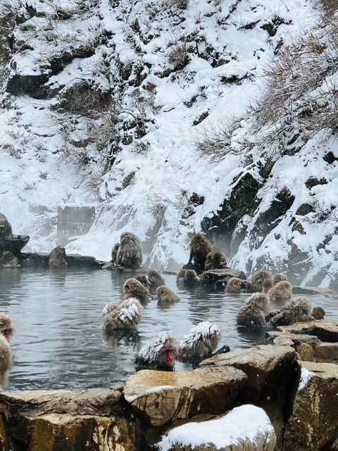 Snow Monkeys Zenkoji Temple One Day Private Sightseeing Tour - Jigokudani Monkey Park