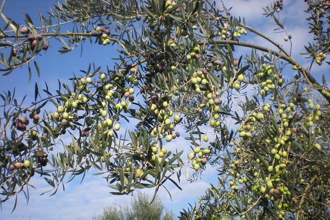 Sorrento Farm and Food Experience Including Olive Oil, Limoncello, Wine Tasting - Olive and Lemon Groves