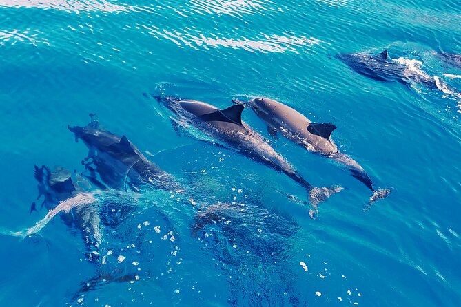 Swim With Dolphins in the West Coast Line of Oahu - Meeting and Pickup