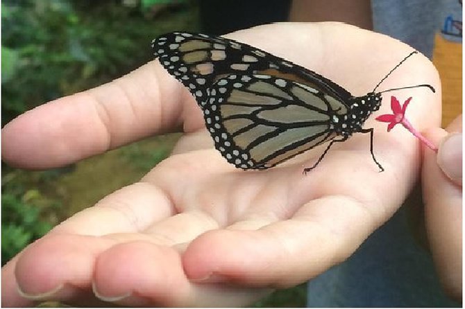 The Maui Butterfly Farm Tour! - Hands-on Experience for Participants