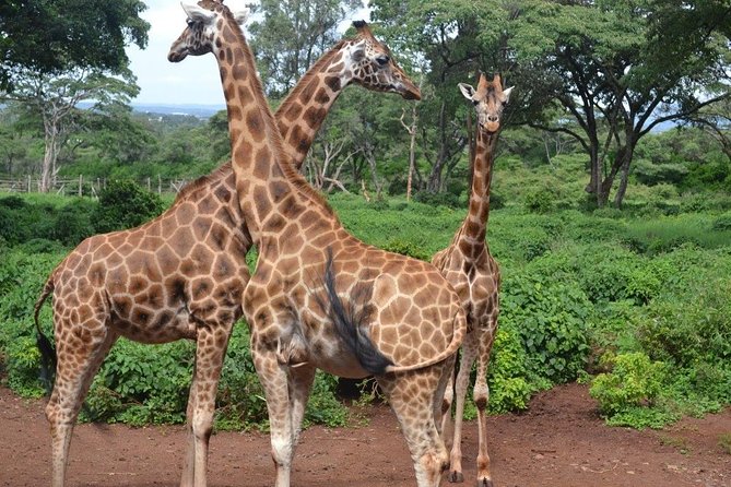 Tour: Giraffe Center and Nairobi National Park - Highlights