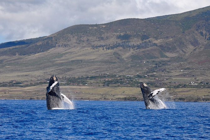 Ultimate 2 Hour Small Group Whale Watch Tour - Additional Information