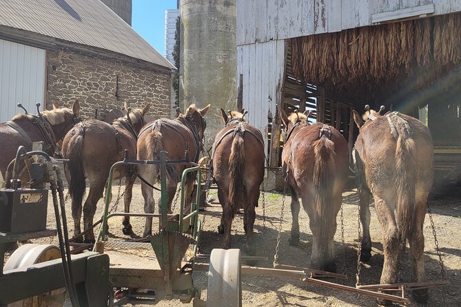 Unique Amish Immersion in Lancaster - Countryside Scenery