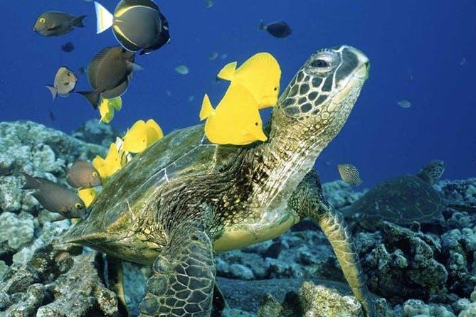 Waikiki Turtle Snorkel Adventure With Manakai Catamaran - Experience Description