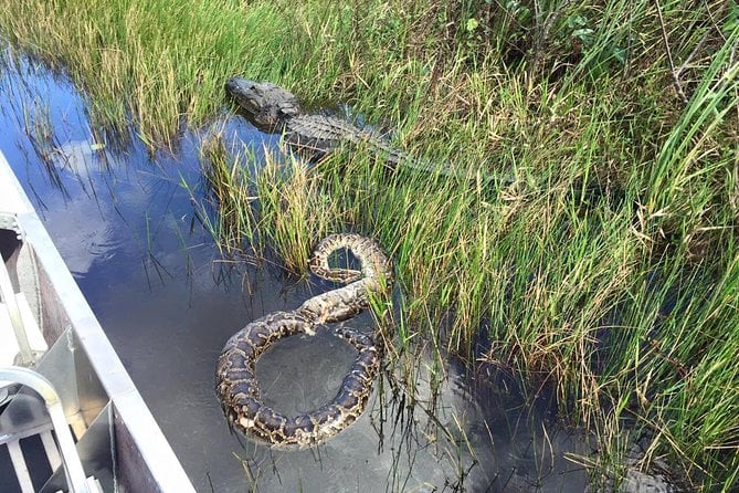 Western Everglades Adventure Tour - Guided Airboat Adventure