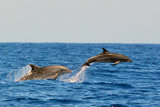 Whale Watching Eco-Adventure From Costa Adeje - Restrictions and Requirements