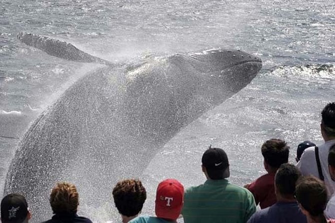 Whale Watching Tour in Gloucester - Highlights of the Cruise