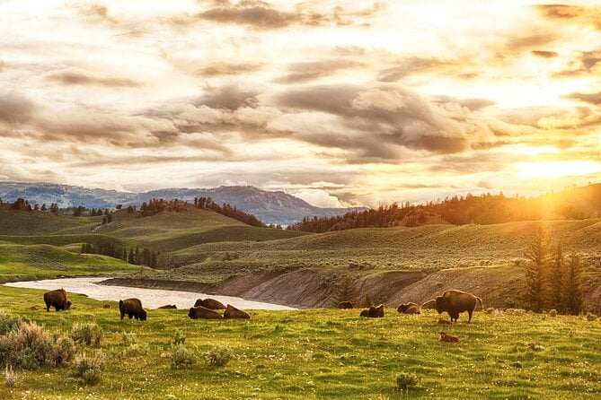 Yellowstone National Park Tour From Jackson Hole - Included in the Tour