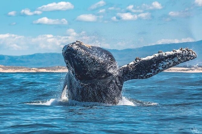 3-Hour Monterey Bay Winter Whale-Watching Tour - Marine Life Encounters