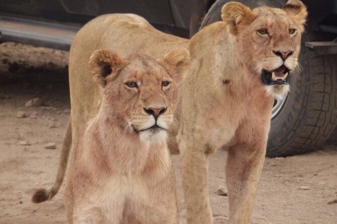 4-Day Safari From Arusha: Tarangire, Serengeti and Ngorongoro - Park Fees and Taxes