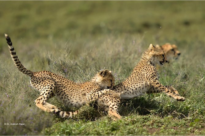 7 Days Magical Northern Tanzania With Roy Safaris - Serengeti National Park