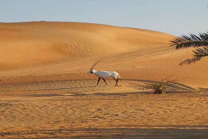 7-Hour Small Group 4x4 Desert Safari Tour With Buffet Dinner in Dubai - Dining and Entertainment