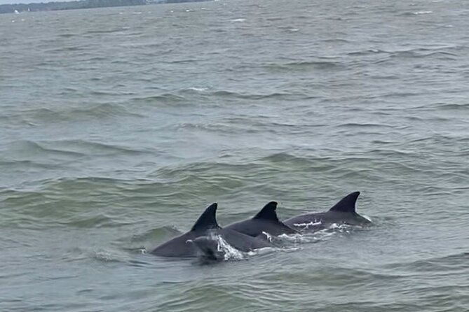 90-Minute Private Dolphin Tour in Hilton Head Island - Licensed Captain and Naturalist