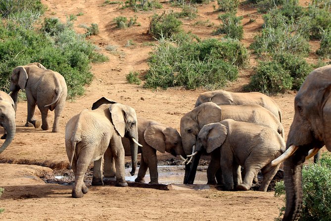 Addo Elephant National Park All Inclusive Full-Day Safari - Addo Elephant National Park