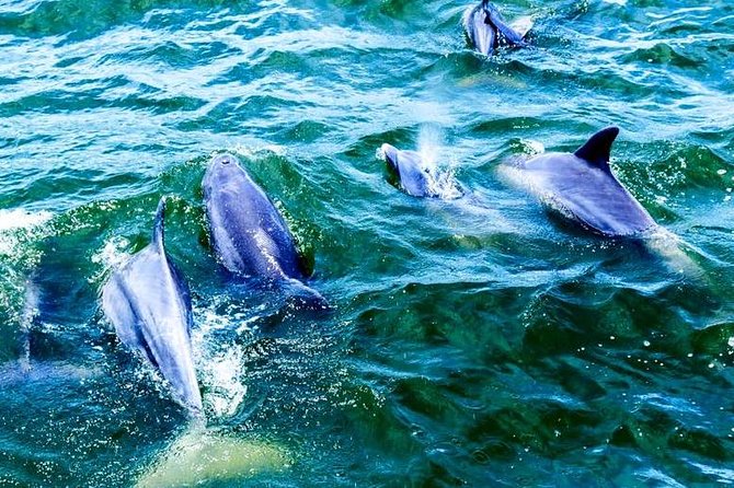 Alabama Gulf Coast Dolphin Cruise - Additional Information