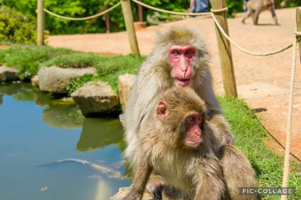 ALL-IN Private Tour KYOTO W/Hotel Pick-Up and Drop-Off - Iwatayama Monkey Park Adventure