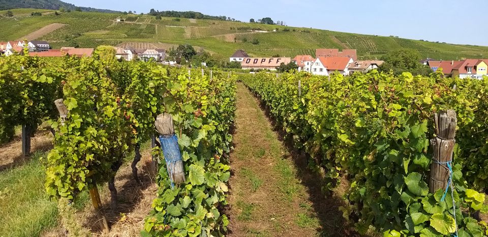 Alsace: Private Wine Tour - Discovering Historic Medieval Villages
