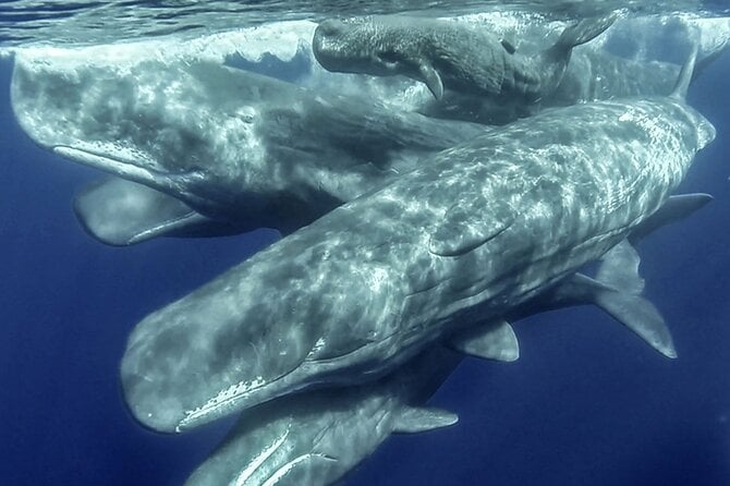 Azores Whale Watching & Islet Boat Tour - Reviews