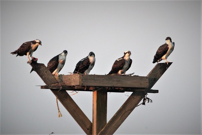 Birding By Boat on the Osprey - Accessibility for All